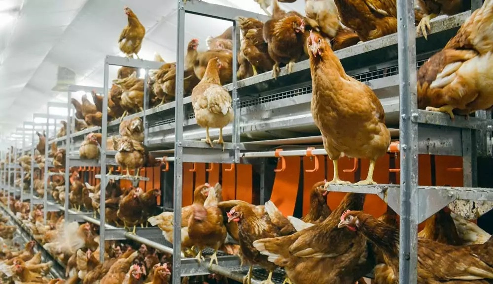 l’élevage des poules pondeuses