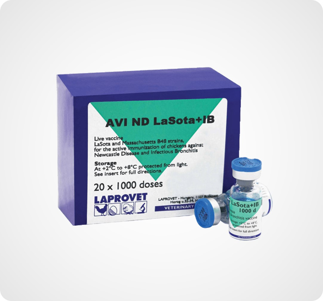 AVI ND LASOTA + IB
