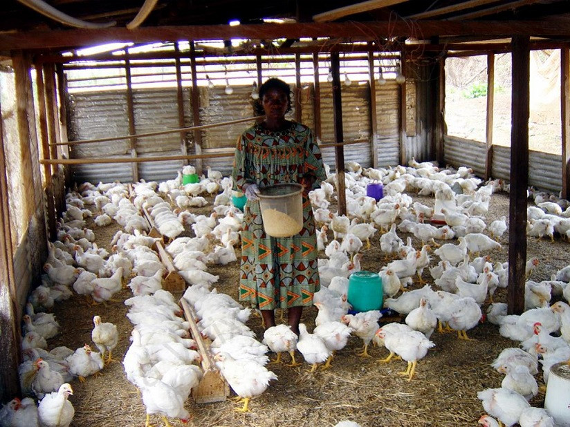 Optimisez la gestion de votre ferme avicole